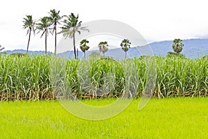 Sugarcane field and rice field