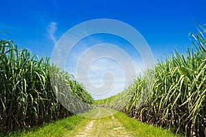 Sugarcane field and road with white cloud