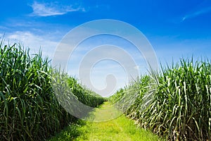 Sugarcane field and road with white cloud photo