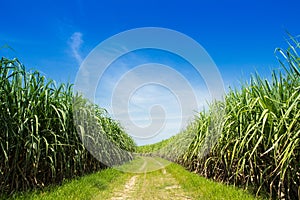 Sugarcane field and road with white cloud photo