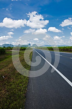 Sugarcane Field by the Roadside