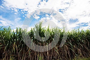 Sugarcane on field with sky.