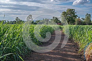 sugarcane field sugarcane farm