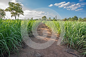 sugarcane field sugarcane farm