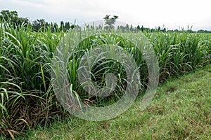 sugarcane field sugarcane farm .