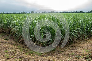 sugarcane field sugarcane farm