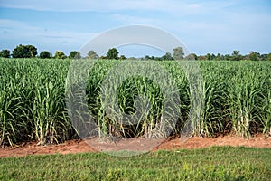 sugarcane field sugarcane farm