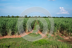 sugarcane field sugarcane farm