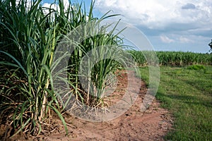 sugarcane field sugarcane farm