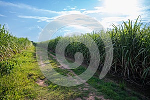 sugarcane field sugarcane farm