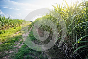 sugarcane field sugarcane farm.