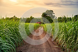 Sugarcane field with sunset sky