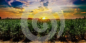 Sugarcane field in sunset sky and white cloud