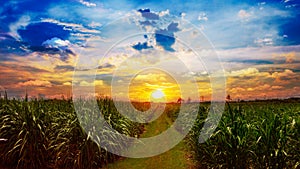 Sugarcane field in sunset sky and white cloud