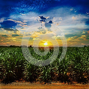 Sugarcane field in sunset sky and white cloud
