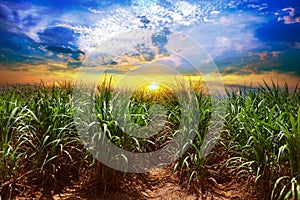 Sugarcane field in sunset sky and white cloud