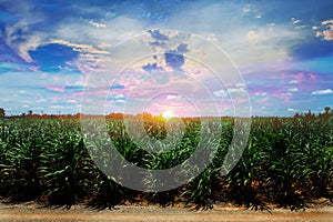 Sugarcane field in sunset sky and white cloud