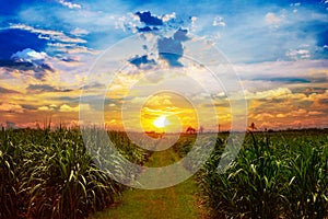 Sugarcane field in sunset sky and white cloud