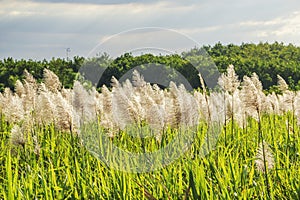 Sugarcane field, Tay Ninh province, Vietnam