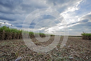 Sugarcane field, Tay Ninh province, Vietnam