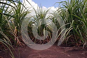 Sugarcane field under good cultural practice without weed competition