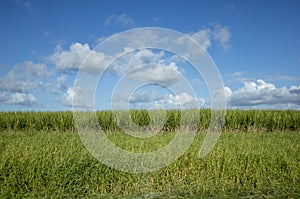 Sugarcane field and white cloud blue sky