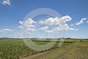 Sugarcane Fields Bordering A Country Acreage