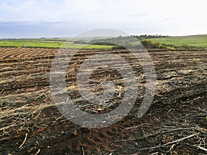 Sugarcane fiels after harvest