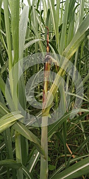 Sugarcane fungal disease