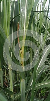 Sugarcane fungal disease