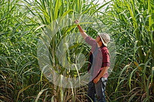 Sugarcane grower checking sugarcane leaf in the plantation