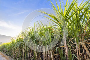 Sugarcane growing in the fields in sunrise