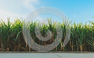 Sugarcane growing in the fields in sunrise