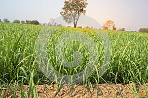 Sugarcane growing inside the farm in countryside