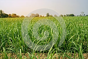 Sugarcane growing inside the farm in countryside