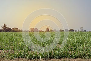 Sugarcane growing inside the farm in countryside