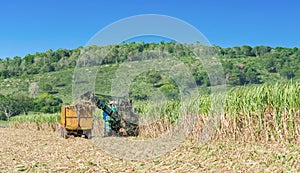 Sugarcane harvest on the field with a combine harvester - Serie Cuba Reportage