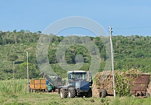 Sugarcane harvest on the field with a combine harvester. - Serie Cuba reportage