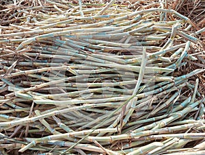 Sugarcane harvesting peeled fresh edible sweet stems gana, kamad, canne a sucre, cana azucar, canaacucar, image photo