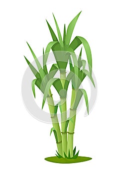 Sugarcane plant with stem and leaf isolated vector photo
