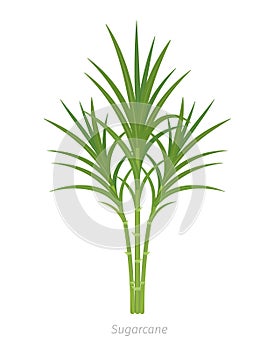 Sugarcane plant. Sugar cane plant used for sugar production. Vector Illustration. photo