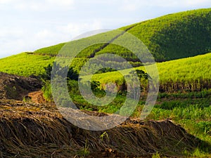 Sugarcane Plantation