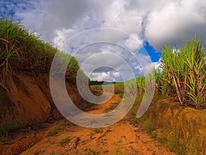 Sugarcane Plantation