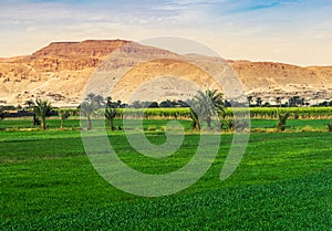 Sugarcane plantation