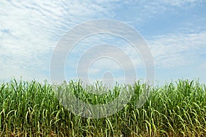 Sugarcane plantation with blue sky