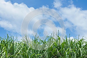 Sugarcane planted in August, now has a large trunk and leaves ar