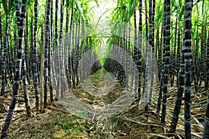 Sugarcane plants