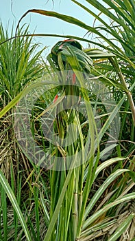 Sugarcane plants ganna ekh