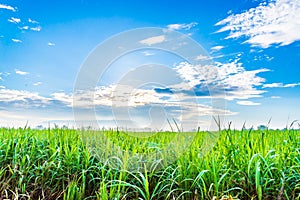 Sugarcane plants grow in field photo