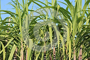 Sugarcane plants growing
